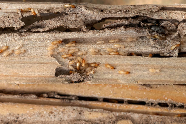 Best Mosquito Control Services  in Rinna, VA